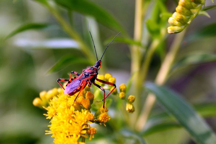 Reduviidae: Rhynocoris cfr. iracundus di Villorba (TV)